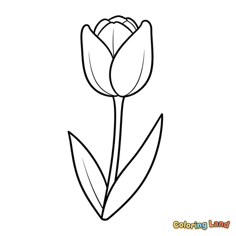 Enkelt Tulipanblomst