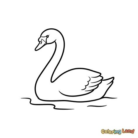 Cisne Gracioso na Água