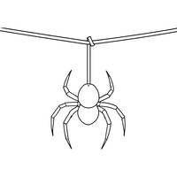 Aranha Pendurada em uma Teia