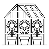 Sonnenblumen im Gewächshaus