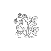 Plantă de Căpșuni cu Fructe