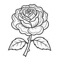 Elegant Roseblomst