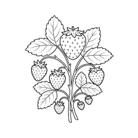 Jordbærplante Kontur