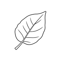 Dessin d'une Feuille Unique