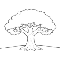 Majestueuze Oude Boom